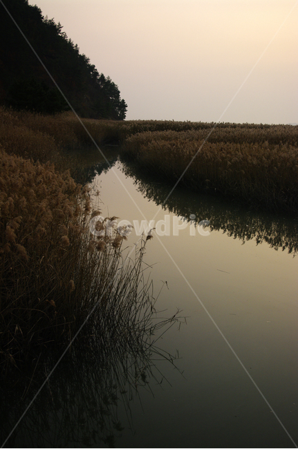 순천만,노을,풍경,하늘,갈대밭,갈대,식물,plant,강,자연,풍경,nature,landscape,outdoors,옥외,land,땅,ditch,도랑