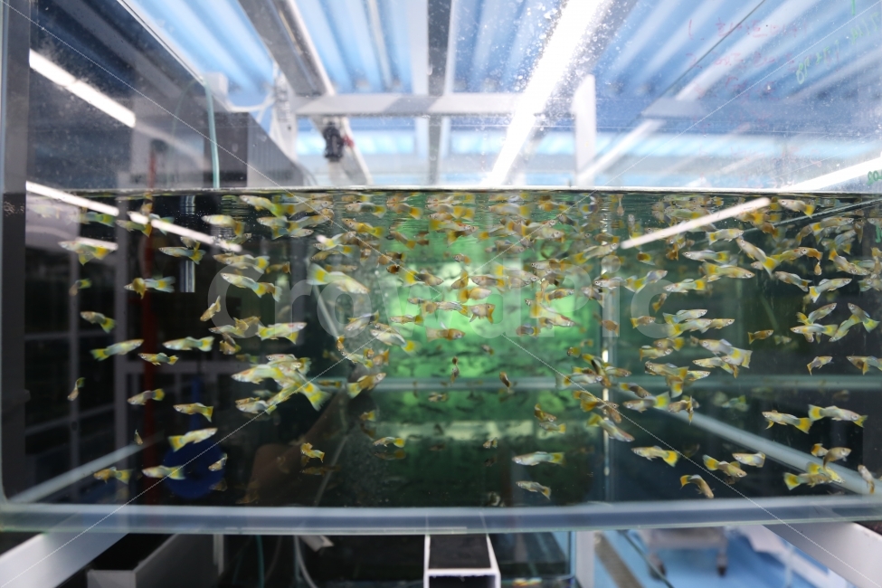 관상어류,수족관,물고기,어장,미니물고기,동물,animal,어류,물고기,fish