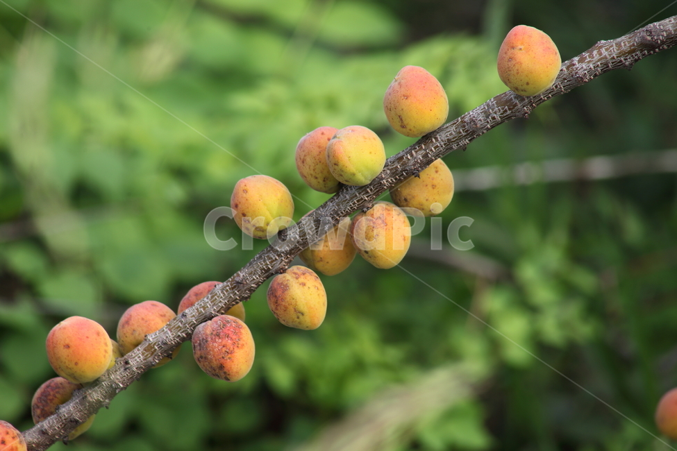 매실,황매실,열매,약용식물,japaneseapricot