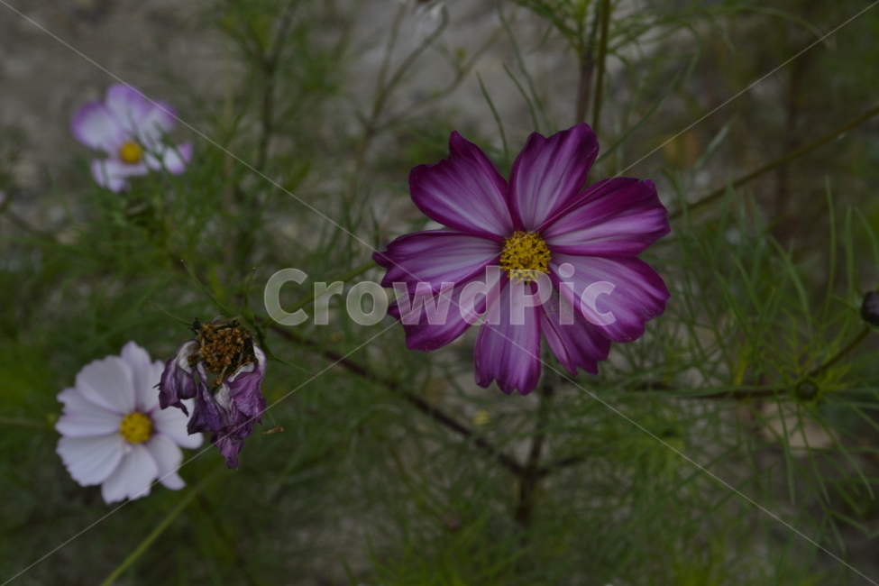 식물,자연,꽃,보라색,흰색,슬픔,죽음,줄기,식물,자연,plants,nature,꽃,flower