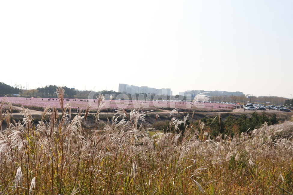 하늘정원,코스모스,공원,풍경,갈대,힐링,자연,풍경,nature,landscape,grass,잔디,plant,식물,lawn,reed