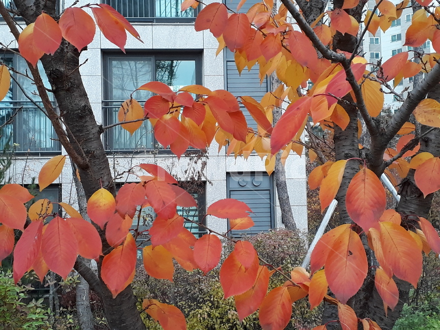 단풍,단풍잎,잎,붉은색,빨간색,나무,식물,가을,가을,계절,fall,autumn,season