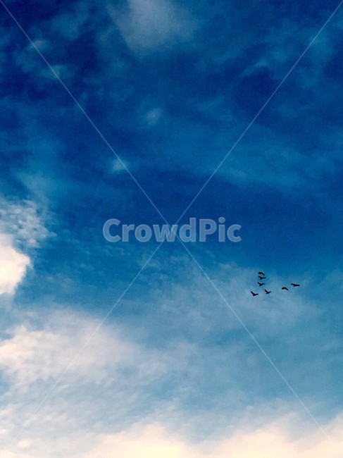 nature,자연,outdoors,옥외,flying,animal,동물,bird,새,하늘,sky