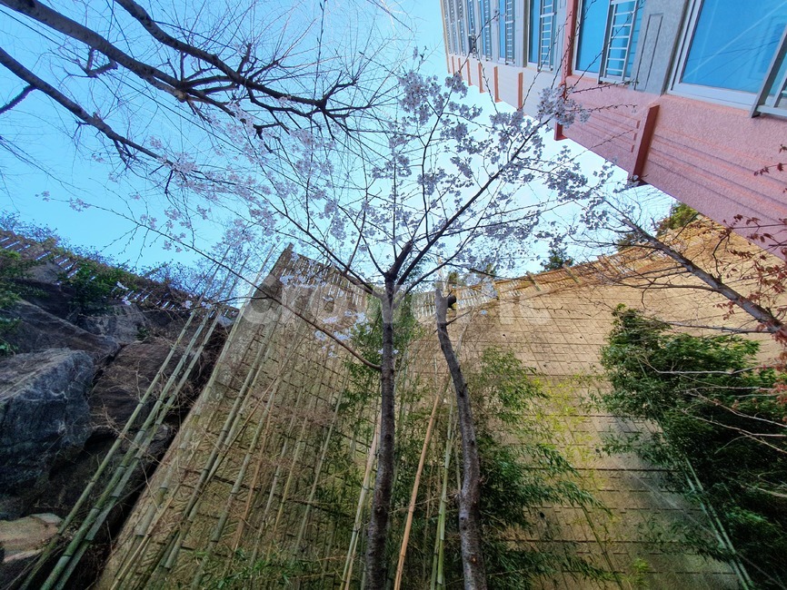 plant,tree,꽃,나무,flower,벗꽃