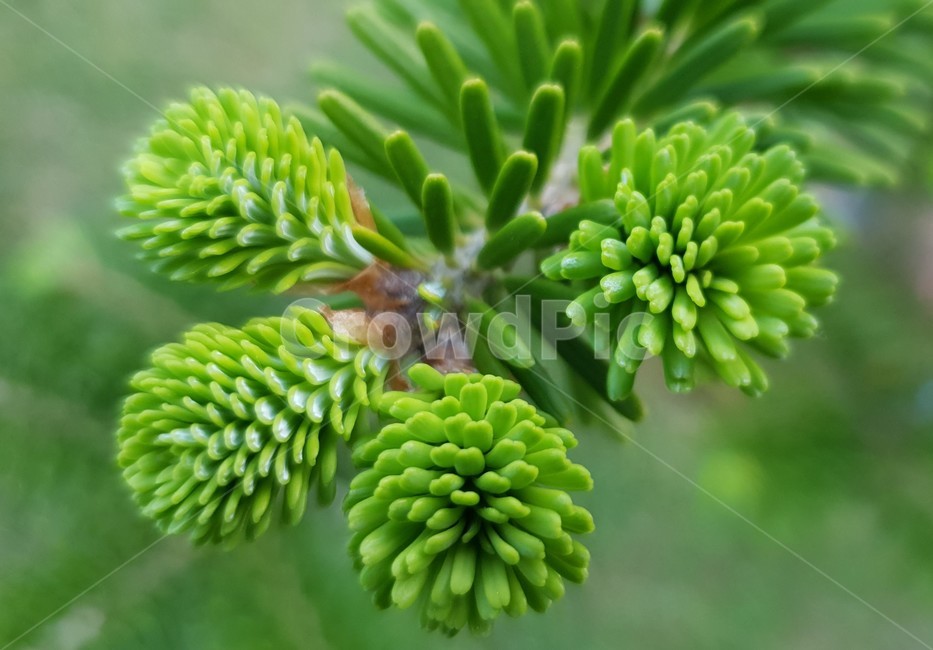 구과식물,구상나무,구상나무잎,새순,상록수