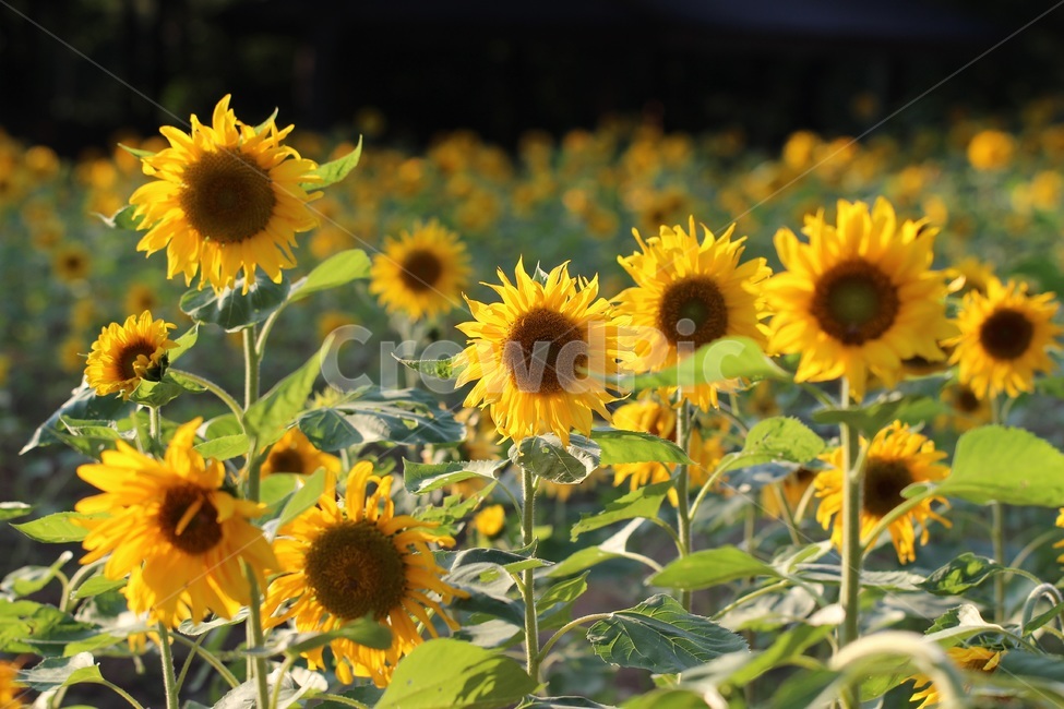 해바라기,꽃,노랑,가을,sunflower,flower,식물,자연,plants,nature,꽃,flower