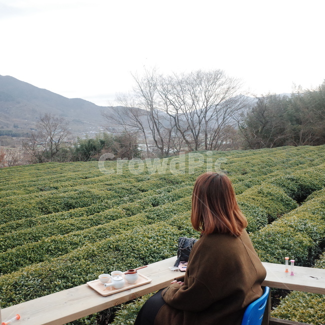human,사람,녹차밭,사색,명상,생각하기,meditation,tea,사람,인물,인간,human,person,여성,여자,woman,female,lady
