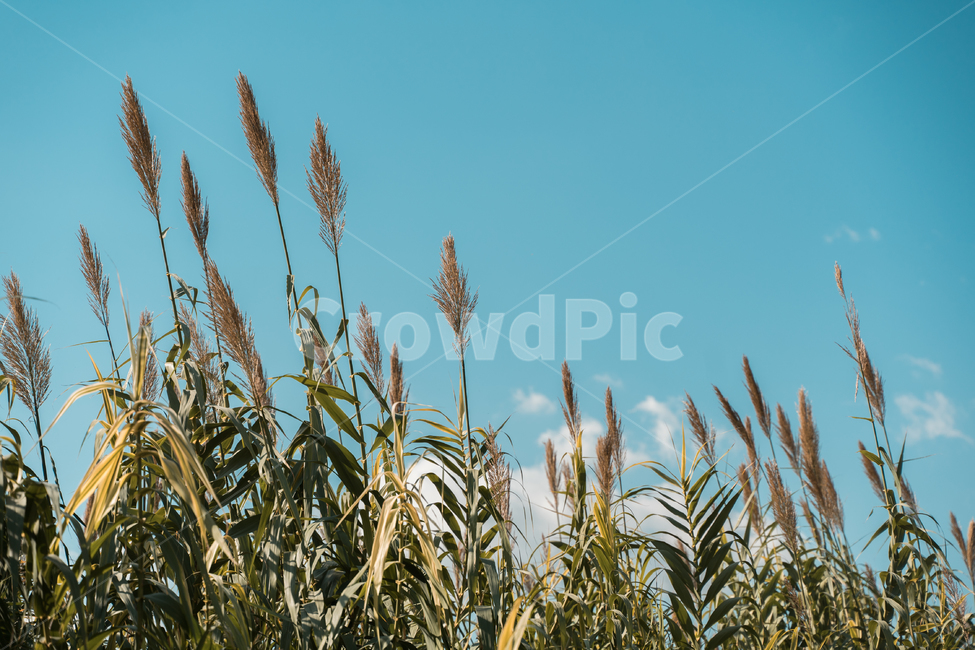 팜파스,가을,하늘,구름,감성,풍경,자연,자연,풍경,nature,landscape,grass,잔디,plant,식물