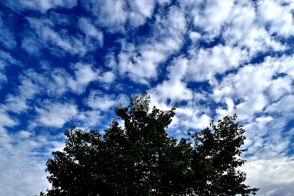구름,하늘,파란,나무,풍경,자연,풍경,nature,landscape,outdoors,옥외