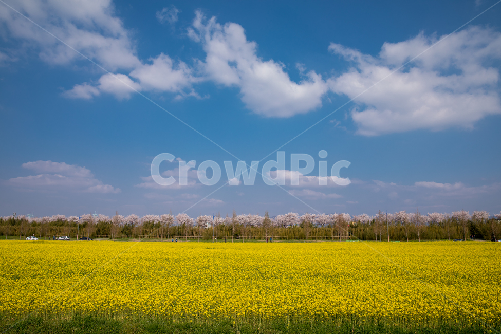 하늘,구름,배경,유채풍경,유채꽃,야외,실외,봄,계절,spring,season,자연,풍경,nature,landscape,outdoors,옥외,grassland,목초지,field,들,farm,농장,rural,농촌,meadow