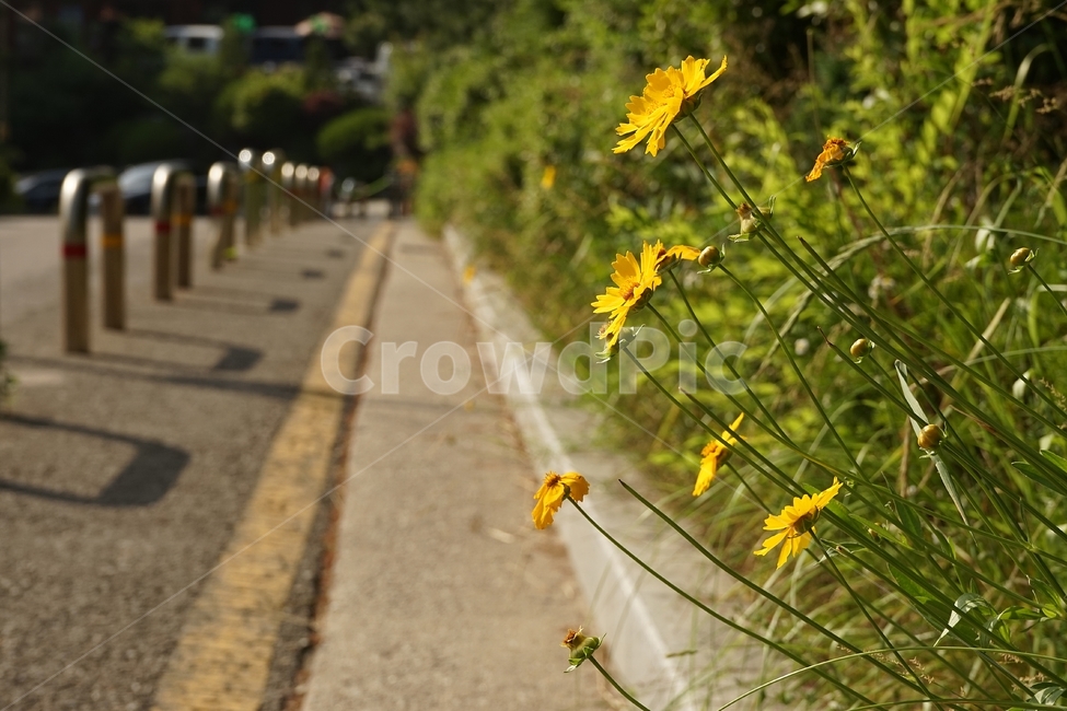 금계국,큰금계국,coreopsis,노랑,따뜻함,yellow,nature,flower,bloom,warm,여러해살이풀,gardening,관상용,beautiful,plant,식물,자연,plants,nature,꽃,flower