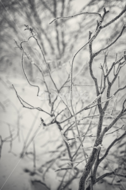 덕유산,겨울,설산,나무,눈,향적봉,무주,눈꽃,겨울산,폭설,정상,겨울,계절,winter,season,식물,자연,plants,nature,나무,trees,wood,흑백,모노톤,monochrome,black and white