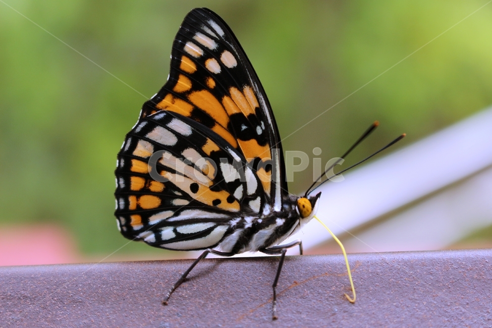 나비,대왕나비,나비날개,butterfly,나비옆모습,곤충