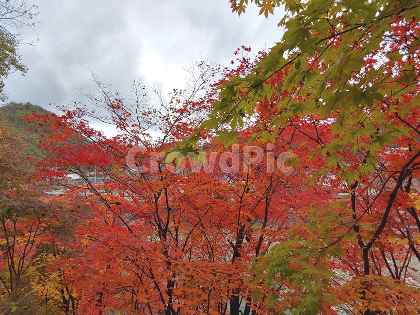 단풍,가을,물,나무,빨강단풍,가을,계절,fall,autumn,season,자연,풍경,nature,landscape,leaf,잎,plant,식물,tree,maple