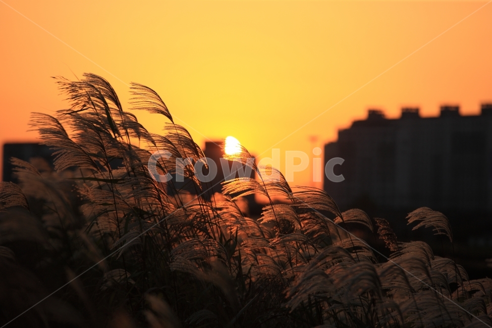 가을,석양,일몰,하늘,fall,sunset,sky,skyline,가을,계절,fall,autumn,season,식물,자연,plants,nature,grass,잔디,plant,lawn,reed,갈대