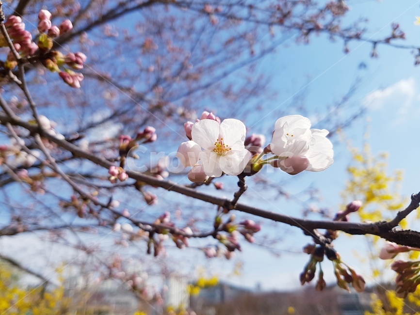 봄,벗꽃,4월,파릇파릇,하늘,노란색,산책로,봉우리,계절,나무