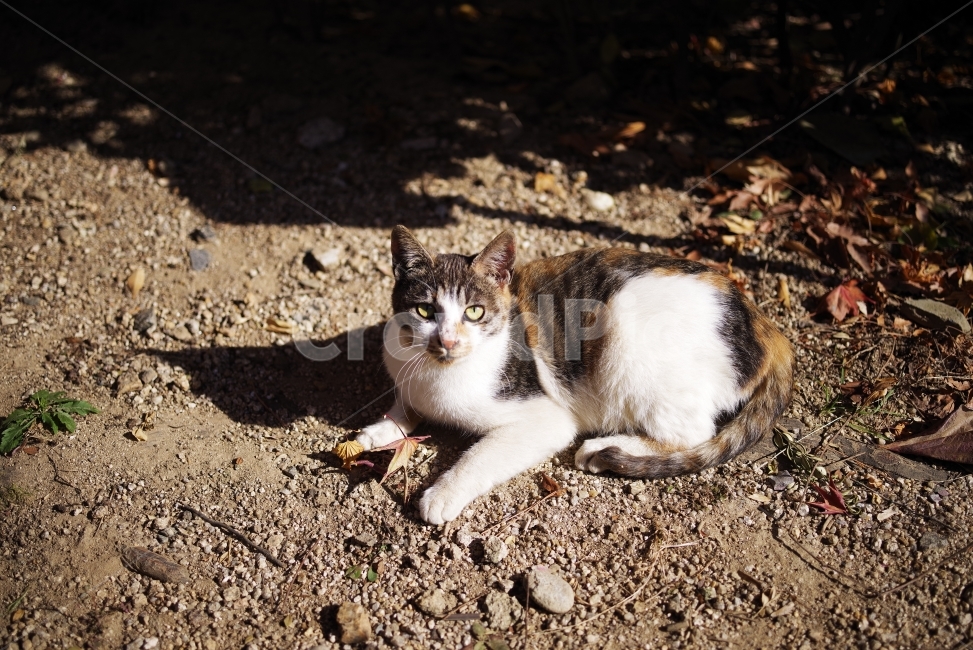 	고양이,길고양이,길냥이,애완동물,반려동물,생명,자연,야생,야생동물,야생고양이,미묘,미냥,cat,kitty,kitten,cute,lovely,adorable,pet,animal,street,streetcat,stray,straycat,wild,wildlife,wildcat,wildanimal,nature,natural,beauty,beautiful,동물,animal,포유류,mammal,고양이,cat,kitten,kitty