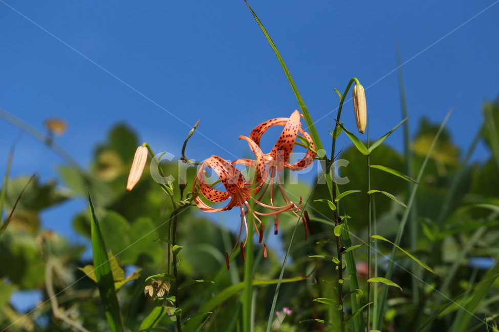 야생화,여름,꽃,나리,백합,들꽃,식물,자연,plants,nature,꽃,flower
