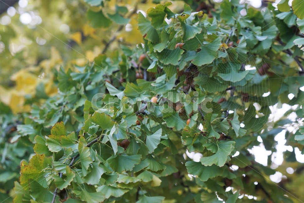 가을,은행나무,자연,나무,식물,감성,안개,단풍,nature,fall,autumn,green,yellow,은행열매,가을,계절,fall,autumn,season,plant