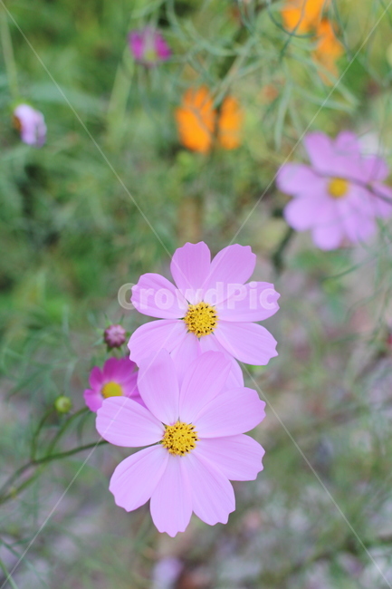 코스모스,pink,plant,식물,꽃,가을,blossom,식물,자연,plants,nature,꽃,flower