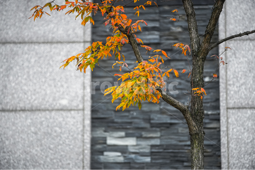 단풍,추색,가을,나무,나뭇잎,잎새,자연,잎,가을,계절,fall,autumn,season,tree,plant,식물,tree trunk,나무 줄기,leaf