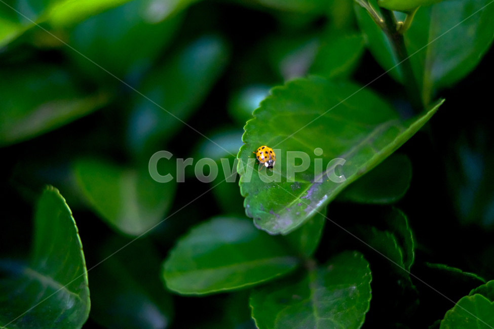 무당벌레,ladybug,나뭇잎,leaf,yellowbug,식물,자연,plants,nature,동물,animal,곤충,벌레,insect,bug