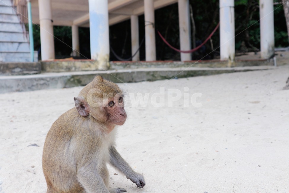 원숭이,monkey,ape,animal,동물,베트남원숭이,veitnammonkey,몽키아일랜드,monkeyisland,동물원,zoo,animals,동물,animal,포유류,mammal