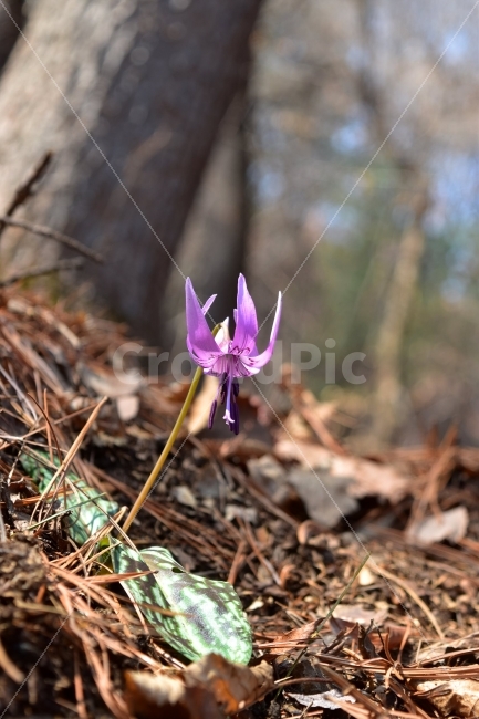 얼레지,봄,야생화,꽃,화야산,경기도,봄꽃,감성,햇살,그림자,Erythroniumjaponicum,가재무릇,백합과,얼레지속,바람난여인,질투,식물,식생,자연,식물,자연,plants,nature,꽃,flower