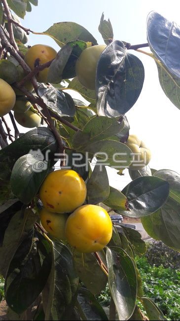 단감,단감나무,감,감나무,plant,식물,fruit,과일,food,음식