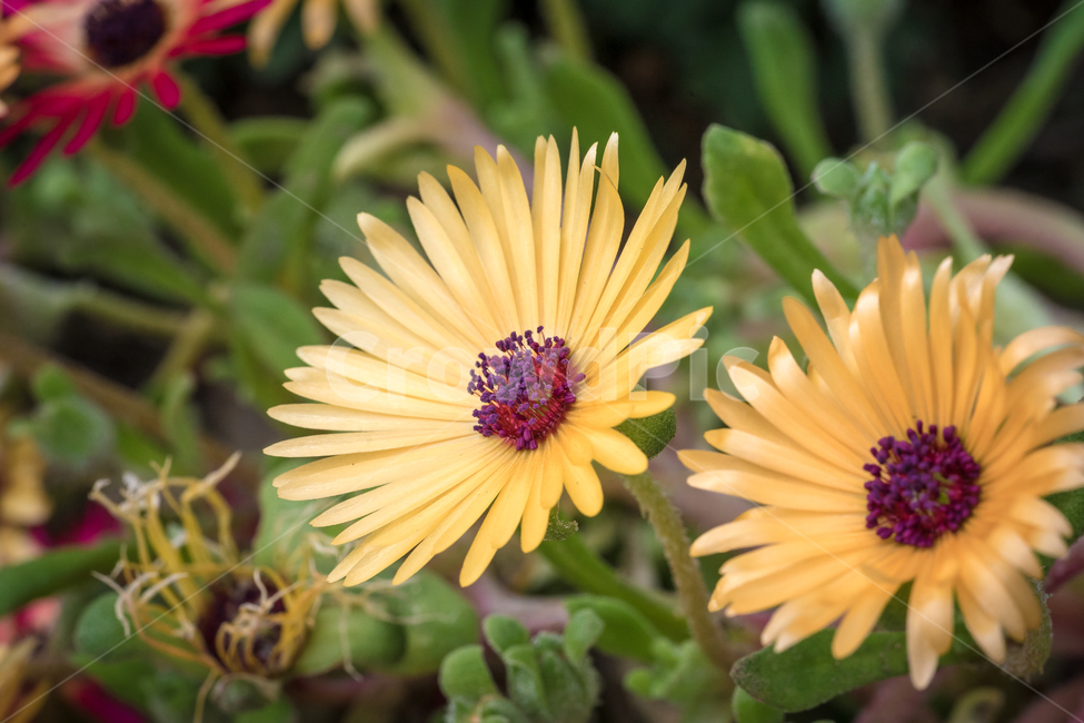 봄,꽃,데이지,자연,풍경,접사,spring,flower,nature,beauty,봄,계절,spring,season,식물,자연,plants,nature,꽃,flower,plant