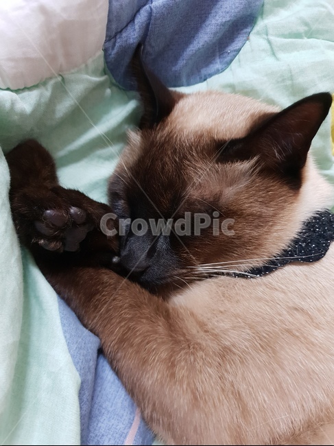 고양이,샴,반려동물,cat,동물,고냥이,샤미,샤미즈,animal