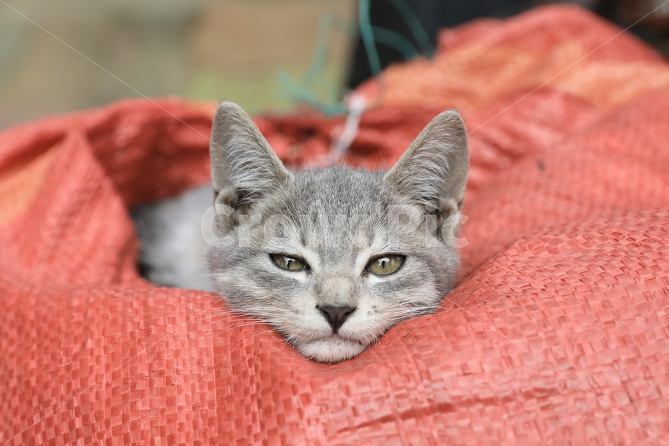 Meow,kitty,Pets,Korean Shorthair,kitten,house cat,pet cat,koreanshorthair,cat,animal