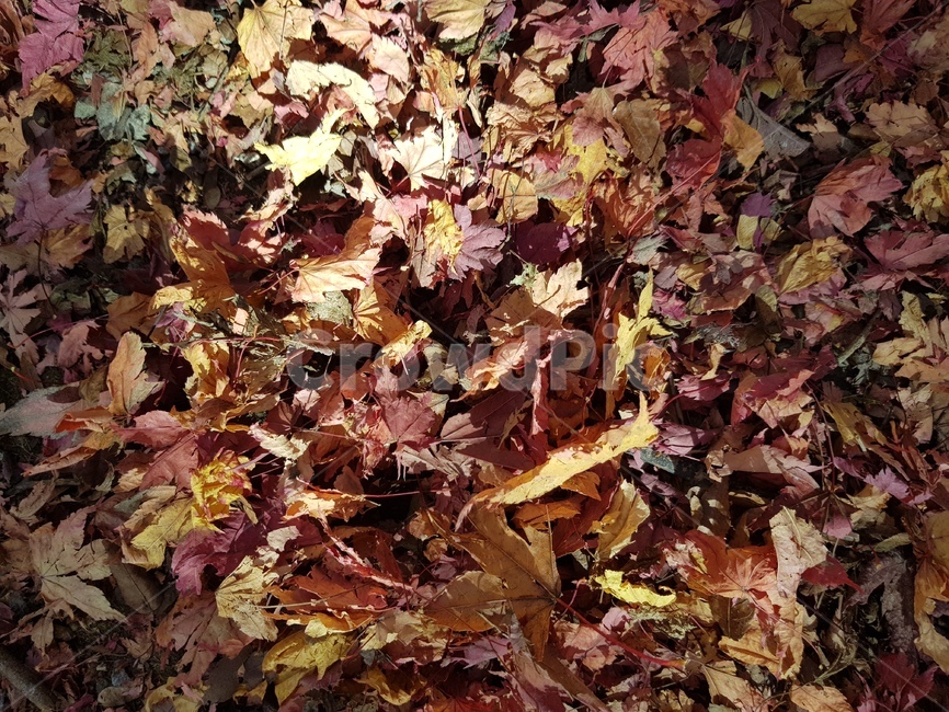 단풍,낙엽,가을,단풍낙엽,단풍구경