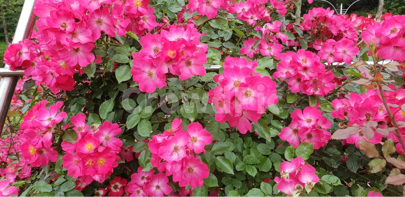 꽃,장미,웨딩찔레,핑크로즈,식물,식물,자연,plants,nature,꽃,flower