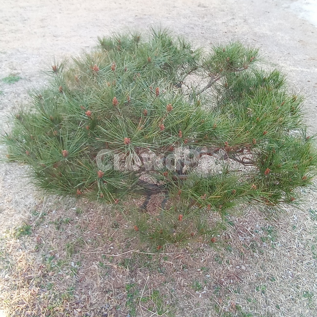 소나무,상록수,상록침엽교목,어린나무,초록나무,작은나무,plant,식물,ground,tree,나무