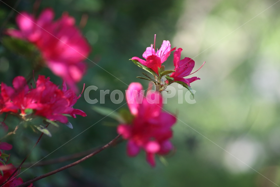 spring,azalea,Rhododendron,rhododendronschlippenbachii,flower