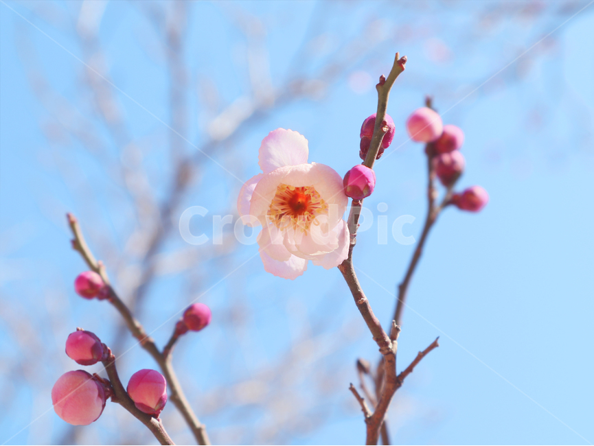 cherryblossom,벚꽃,꽃,벚꽃나무,꽃망울,꽃봉우리,꽃봉오리,봄꽃,식물,자연,나무,나뭇가지,하늘,봄,식물,자연,plants,nature,꽃,flower