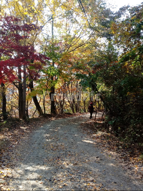 도로,길,등산로,산책로,road,가을,단풍,낙엽,계절