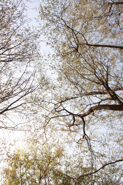 하늘,나무,풍경,봄,여름,sky,tree,view