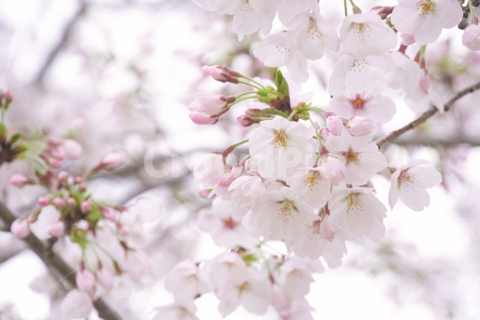 식물,plant,flower,blossom,꽃,벚꽃