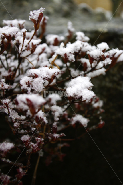 겨울,winter,잎,눈,눈송이,겨울,계절,winter,season