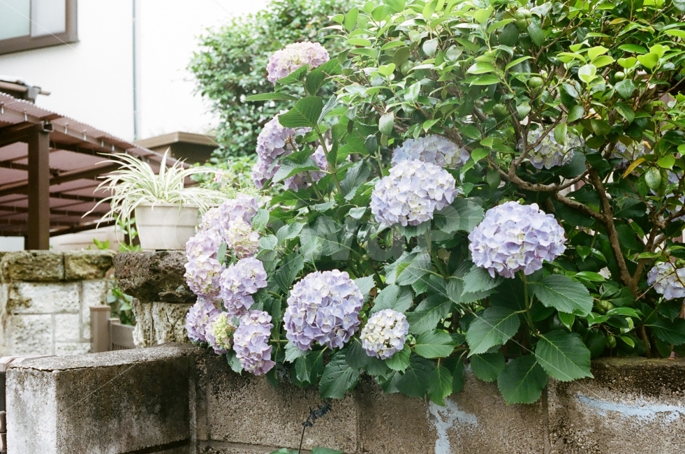 수국,연보라,설레임,따뜻함,감성,식물,자연,plants,nature,꽃,flower,감성,sensible,feeling