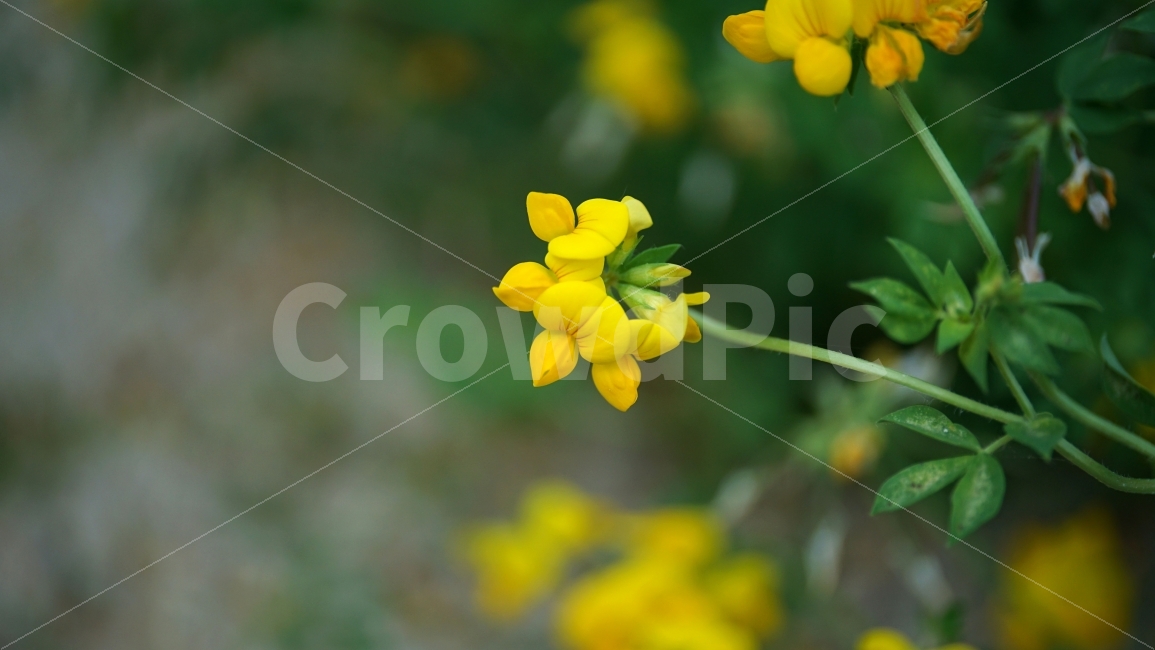 꽃,플라워,식물,자연,여름꽃,flower,nature,꽃사진,plants,풍경,landscape,접사,macro,봄,spring,계절,season,벌노랑이,벌노랑이꽃,한국자연,snap,스냅,클로즈업,closeup,식물,자연,plants,nature,꽃,flower