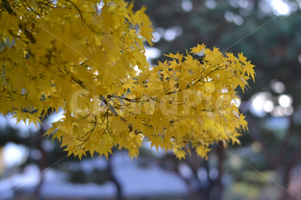 감성사진,단풍사진,가을사진,풍경사진,나무,가을,계절,fall,autumn,season,식물,자연,plants,nature,나무,trees,wood,leaf,잎,plant,tree,maple,단풍