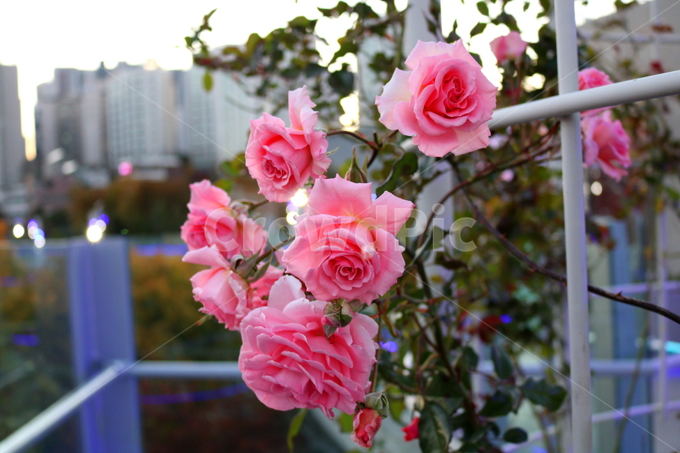 장미,꽃,장미꽃,나무,식물,원예종,관상용,식물,자연,plants,nature,꽃,flower
