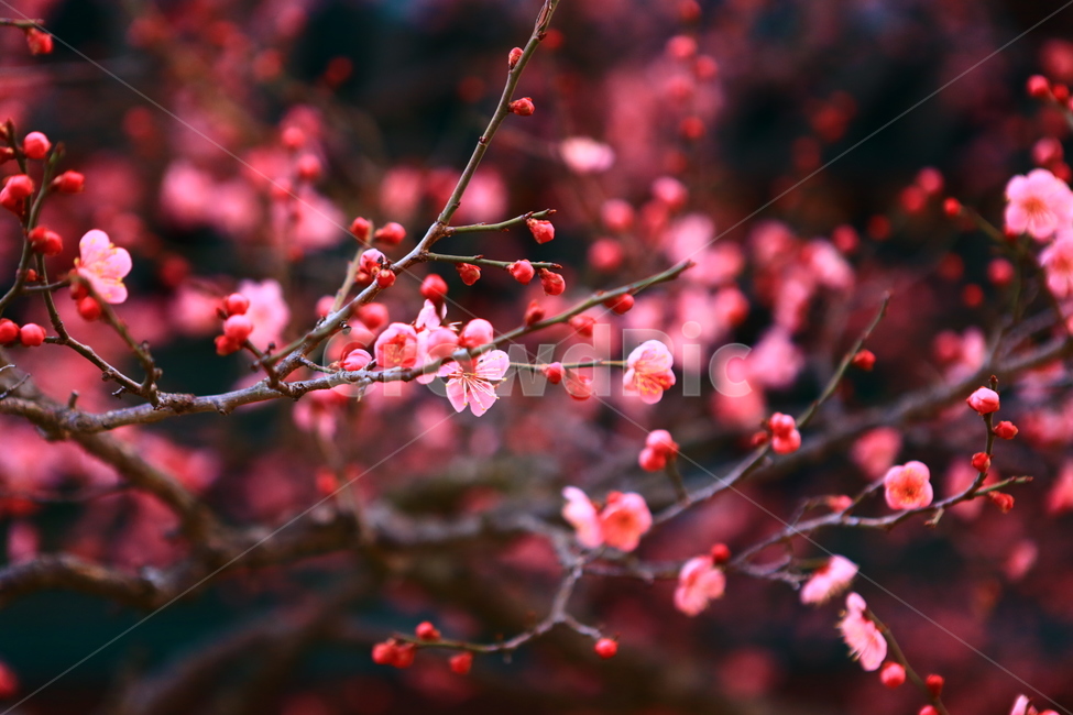 통도사,매화,빨강,절,꽃,봄꽃,봄,계절,spring,season,식물,자연,plants,nature,꽃,flower,plant,blossom