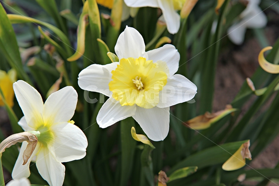 난,남꽃,난초,꽃,봄꽃,봄,식물,자연,식물,자연,plants,nature,꽃,flower