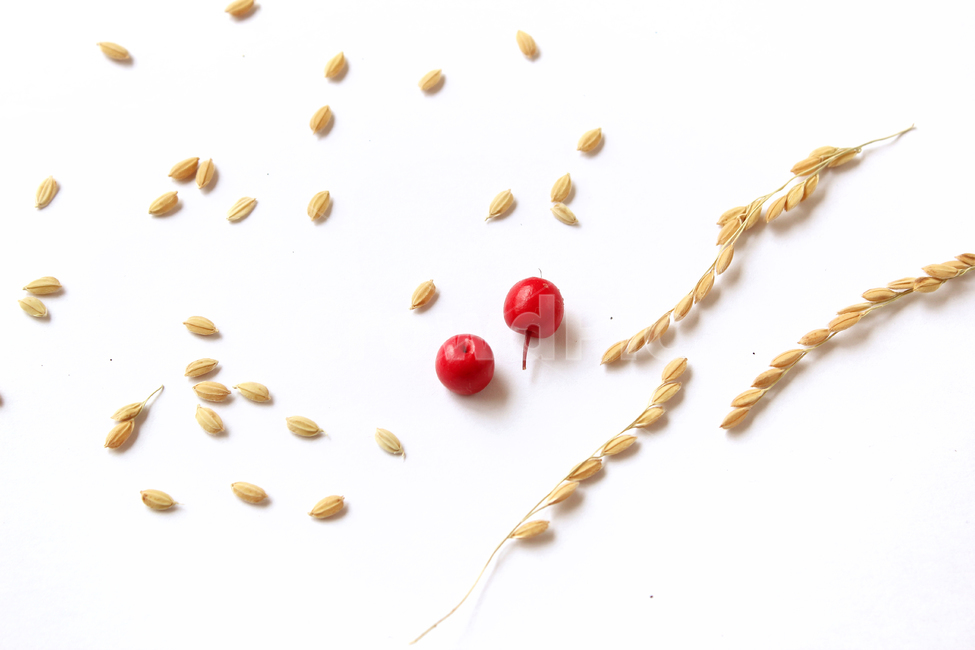 쌀,벼,곡식,곡물,음식,식재료,요리,곡류,rice,cereal,dry,ear,farming,food,gold,grain,harvest,isolated,korea,meal,nutrition,organic,plant,seed,yellow,cook,열매,빨강,red,fruit,곡류,곡식,cereals,연출,컨셉,콘셉,direction,concept,누끼,remove background