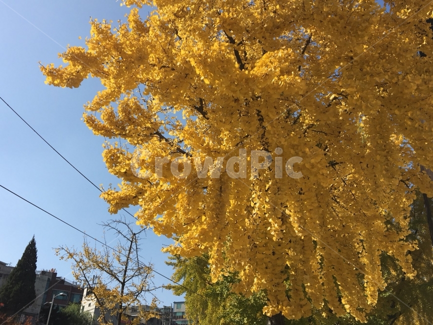 가을,낙엽,은행나무,노랑,단풍,하늘,맑음,가을하늘,나무,autumn,fall,autumnleaves,yellow,yellowleaves,sky,sunny,sunnyday,blue,tree,가을,계절,fall,autumn,season,식물,자연,plants,nature,plant