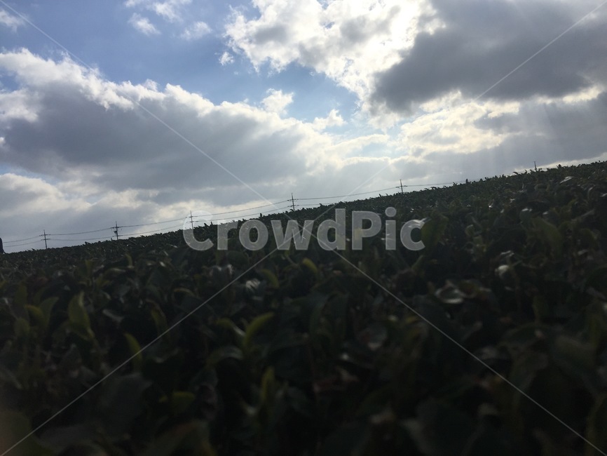 제주도,녹차,녹차밭,자연,풍경,산업,industry,industrial,농업,농사,agriculture,farming,farming industry